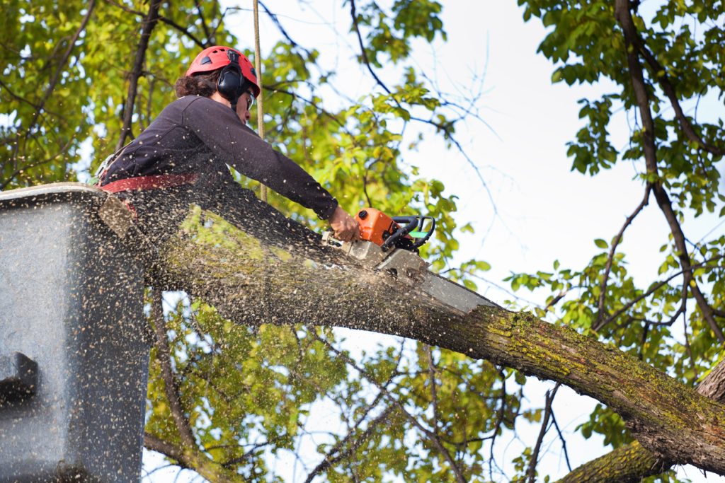 arborist in bucket lift cutting a tree branch